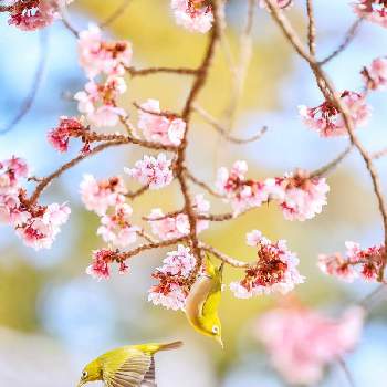 メジロの画像 by satomi さん | カメラ女子と早咲きの桜と癒しと桜フォトコン2022とやさしい気持ちとさくらとメジロとさくら桜サクラ