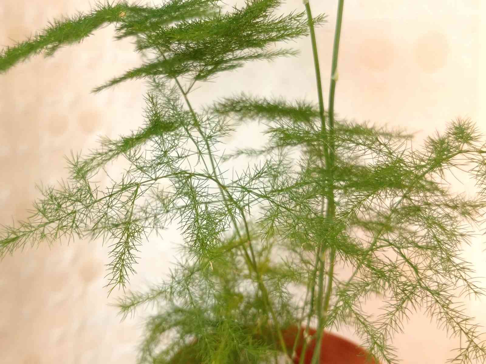 アスパラガス・プルモーサス・ナナス｜🍀GreenSnap（グリーンスナップ）