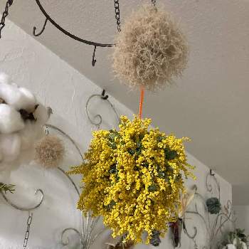  銀葉アカシアの画像 by takakoさん | 部屋とフライングボールと 銀葉アカシアと アカシアと#お庭と暮らすと花のある暮らし