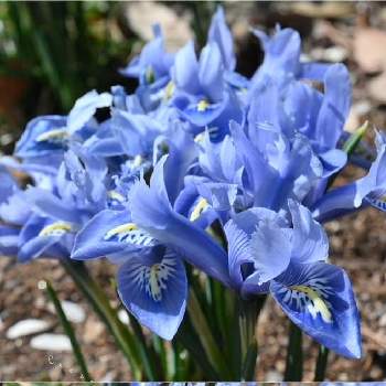 珍しい青い花見つけたの投稿画像一覧 Greensnap グリーンスナップ