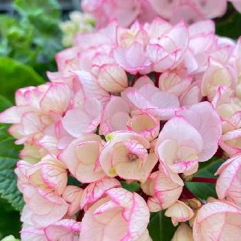 ミニアジサイの投稿画像一覧 Greensnap グリーンスナップ ミニアジサイの投稿画像一覧 Greensnap グリーンスナップ