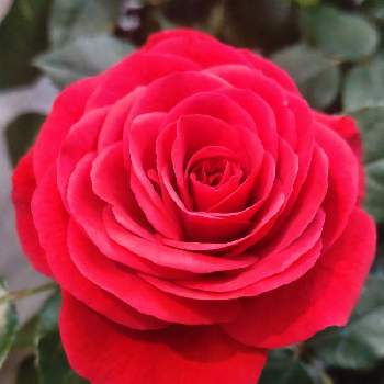 真っ赤❤の画像 by シェリーさん | お出かけ先とミニバラと元気いっぱいとあっ火曜日とばら バラ 薔薇と情熱的とミニバラ鉢植えと✨キラキラ✨と真っ赤なバラとミニバラ♡と真っ赤❤と今日も素敵な1日を〜といつも心に太陽をと美しい✨✨とミニバラ好きと真っ赤と真っ赤な火曜日と素敵な1日をとバラ・ミニバラと薔薇大好きと赤・紅・あか・レッドとミニ薔薇