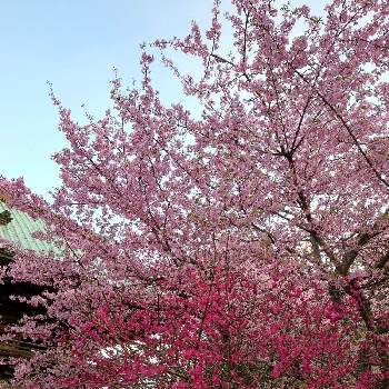 うめ♡の画像 by quattroさん | お出かけ先と 梅の花とうめ♡と公園と桜フォトコン2022とお散歩と 河津桜