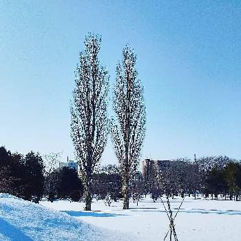 冬景色の画像 by 池ちゃんさん | 風景・冬とポプラと風景と雪景色と冬景色と冬散歩