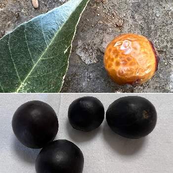 ムクロジの実 の投稿画像一覧 Greensnap グリーンスナップ