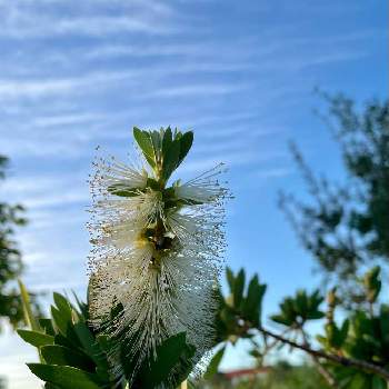 オーストラリア ネイティヴプランツの投稿画像一覧 Greensnap グリーンスナップ
