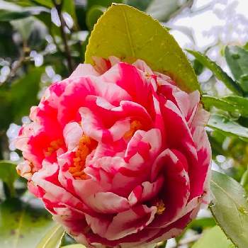 すてき〜✨の画像 by dollmamaさん | 小さな庭と名前を教えて！と可愛いなと赤とピンクとフリフリとすてき〜✨