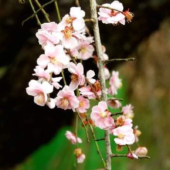 紅梅の花の画像 by m＆oさん | お出かけ先と紅梅の花と仁保川沿いでと川の近くの枝垂れ梅