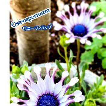 オステオスペルマム・サニーフィリップの画像 by Rikiさん | オステオスペルマム・サニーフィリップとお花大好き♡と可愛い花とオステオとGSに感謝。とオステオスペルマム♪