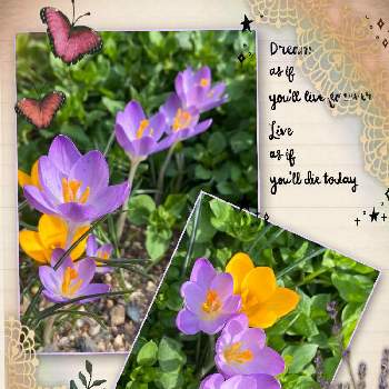 加工アプリ使用ですの画像 by MIRUMOさん | 小さな庭とクロッカスと好きな色とStop the war！と癒しと今日も、頑張りましょう❣️と応援花❤️と❤️M.family❤️と可愛いと花のある暮らしと加工アプリ使用ですと♡My garden♡と頑張れ❗️日本