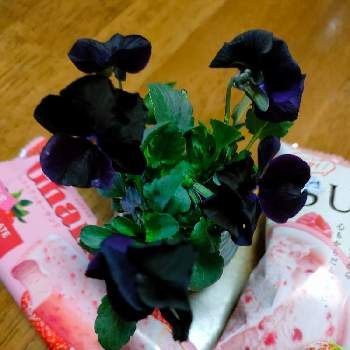 おやつの画像 by 黒ねこさん | キッチンと黒い花とGSの繋がりに感謝♡とおやつとビオラ・パンジーとGS3年生とはなのある暮らしと毎月15日はいちごの日と平和な日々を願いと黒にゃんこ隊と大好きビオラ