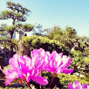 つつジの画像 by ゆりちゃんさん | 広い庭とつつジと自宅の庭