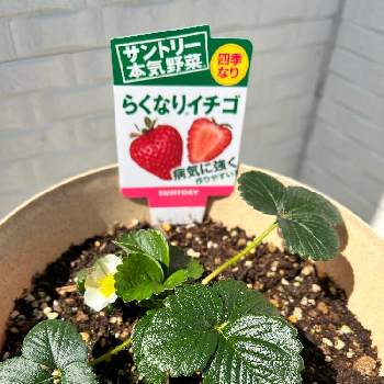 サントリー本気野菜の投稿画像一覧 Greensnap グリーンスナップ