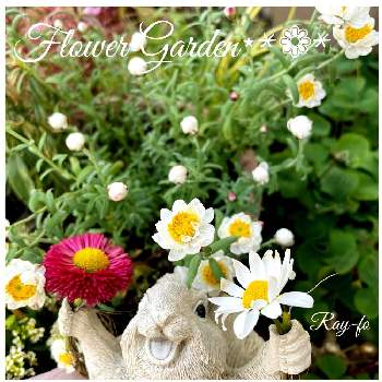 リスの画像 by Ray-foさん | 小さな庭と花かんざしと蕾が可愛いとリスと動物オーナメントと可愛いとガーデニングと花のある暮らしとお庭と白い花とお花好き