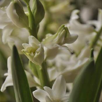 ヒヤシンス 白の画像 by rubyさん | 部屋と八重咲きヒヤシンスとヒヤシンスとヒヤシンス 白と花のある暮らしと花いろいろとお花は癒し