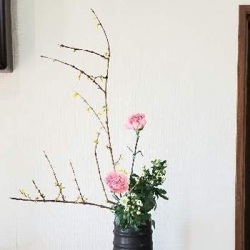 小菊の画像 by colorさん | 玄関と連翹（れんぎょう）とカーネーションと小菊と小原流とお花のある暮らしといけばなとお花は癒しと生け花