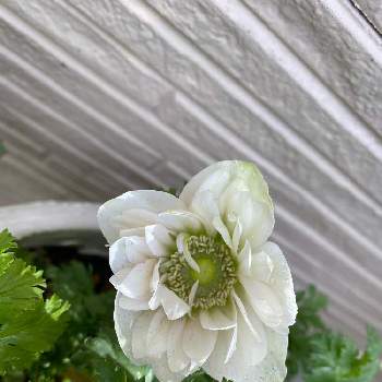 八重咲き アネモネの投稿画像一覧 Greensnap グリーンスナップ