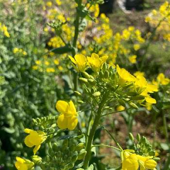 小松菜の花の投稿画像一覧 Greensnap グリーンスナップ