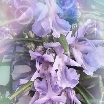 幸せの青いお花の画像 by シャボン✿*:･ﾟさん | 小さな庭とローズマリーと癒やされると青いお花大好きファンクラブと幸せの青いお花とハーブと乙女色クラブと可愛い