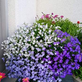 植物に感謝♪の画像 by グランマさん | バルコニー/ベランダとロベリアとアズーロコンパクトと今日の花と北海道と植物に感謝♪