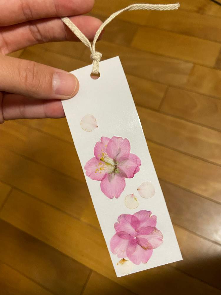 河津桜の投稿画像 By りちまるさん 部屋と押し花と桜フォトコン22と押し花と桜フォトコン22 22月3月15日 Greensnap グリーンスナップ Greensnap グリーンスナップ