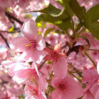 カワヅザクラの画像 by さくらさん | お出かけ先とカワヅザクラと花の咲く木と2019同期とピンクの花と花木と癒しの花とはるとチーム福岡と桜フォトコン2022と春色ピンク