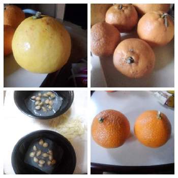 柑橘系♪の画像 by 南部めだかさん | 部屋と発芽と柑橘系♪とからたち