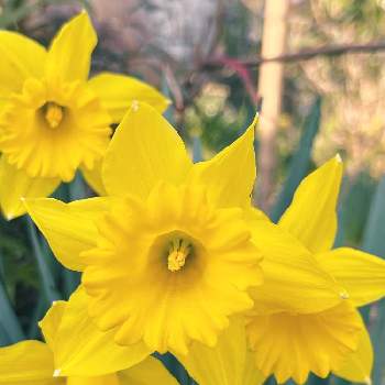 たくさん咲いてるの画像 by はなあーちゃんさん | 広い庭とスイセンとたくさん咲いてると元気色と綺麗とビタミンカラーと明るい色と黄色の花と可愛い♡