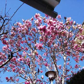 もくれんの画像 by チコさん | 玄関ともくれんとピンク ぴんく Pinkと濃いピンクと癒し…とチーム・ブルーNo.127とつぼみ♡と春の予感