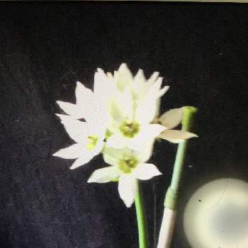 オーニソガラム シルソイデスの投稿画像一覧 Greensnap グリーンスナップ