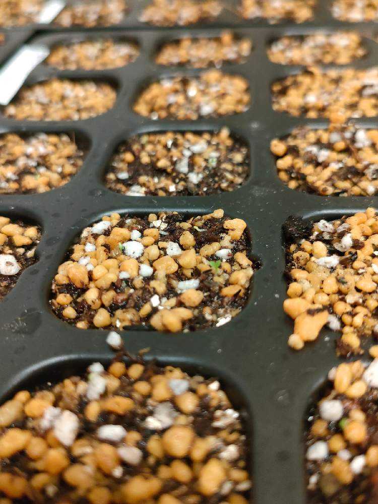 種子色々12種の中から3～7種。種子3点セット～ 国内産在来種子（法面緑化用） 東興ジオテック | イプロス