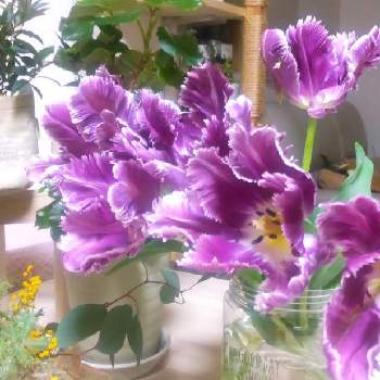 植物っていいねの画像 by しーくんオッケーさん | 部屋とチューリップ ミステリアスパーロットとチューリップとおうち時間と植物っていいねと元気をありがとうとありがとうと花いろいろと花のある暮らしとお花のある生活