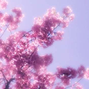 モフモフ(*´∀｀*)の画像 by ©❁✿σ.γ‪α‬k‪α‬.❁✿さん | お出かけ先とモモとももと春のお花とピンクの花とコロナ退散と腰痛に負けるな！と花のある暮らしとかわいいとモコモコボンボンとモフモフ(*´∀｀*)