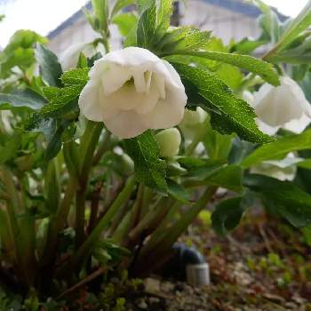 八重咲きの花の投稿画像一覧 Greensnap グリーンスナップ