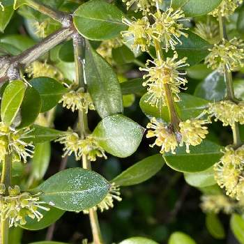 ツゲの花の投稿画像一覧 Greensnap グリーンスナップ