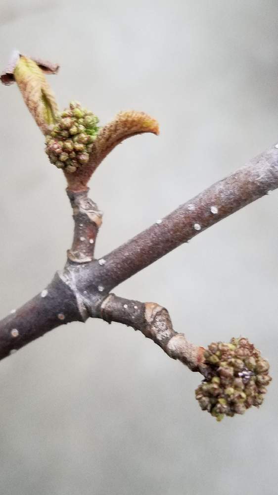 オオデマリの投稿画像 By あんてなさん 花芽と成長中ともうすぐ春と小さな庭とピントどこ行ったと花芽と成長中ともうすぐ春とピントどこ行った 22月3月16日 Greensnap グリーンスナップ Greensnap グリーンスナップ