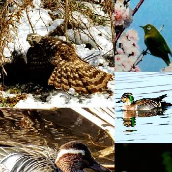 メジロの画像 by m＆oさん | シマアジ(野鳥)とオオタカ食事中と以前のPICとpicコラージュとトモエガモと散策中にとメジロ