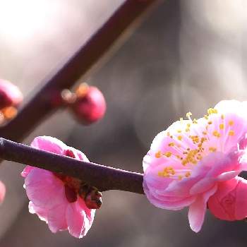ピンクの梅の花の投稿画像一覧 Greensnap グリーンスナップ