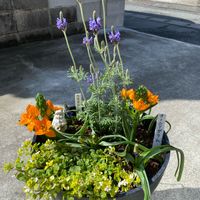オーニソガラム,ムスカリ,ラベンダー,レースラベンダー,斑入りバコパの画像