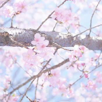 大好きな場所の画像 by mini‪☺︎‬‪さん | お出かけ先と河津桜とファインダー越しの私の世界と大好きな場所と風の強い日とピンクとミラーレス一眼と可愛いと優しい色とふんわり