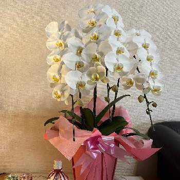 記念日の画像 by カコさん | 部屋と胡蝶蘭と鉢植えと記念日とGo✿to✿flower