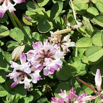 蓮華の投稿画像一覧 Greensnap グリーンスナップ