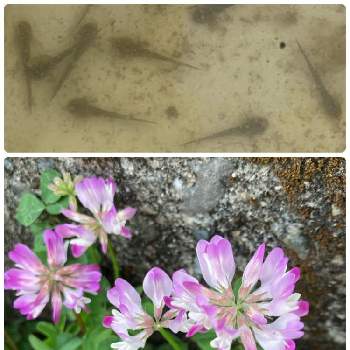 田んぼの雑草の投稿画像一覧 Greensnap グリーンスナップ