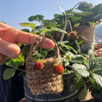 ワイルドストロベリーの実の投稿画像一覧 Greensnap グリーンスナップ