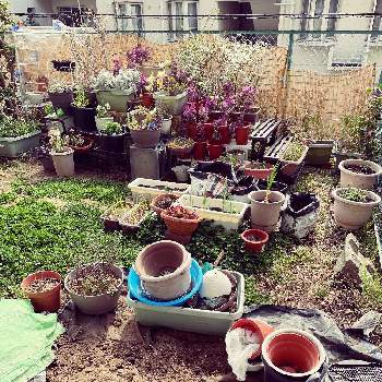 土壌改良中の画像 by ジョーですさん | 小さな庭と今の庭の様子と土壌改良中と家庭菜園奮闘日記