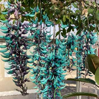 ヒスイカズラの投稿画像一覧 Greensnap グリーンスナップ ヒスイカズラの投稿画像一覧 Greensnap グリーンスナップ