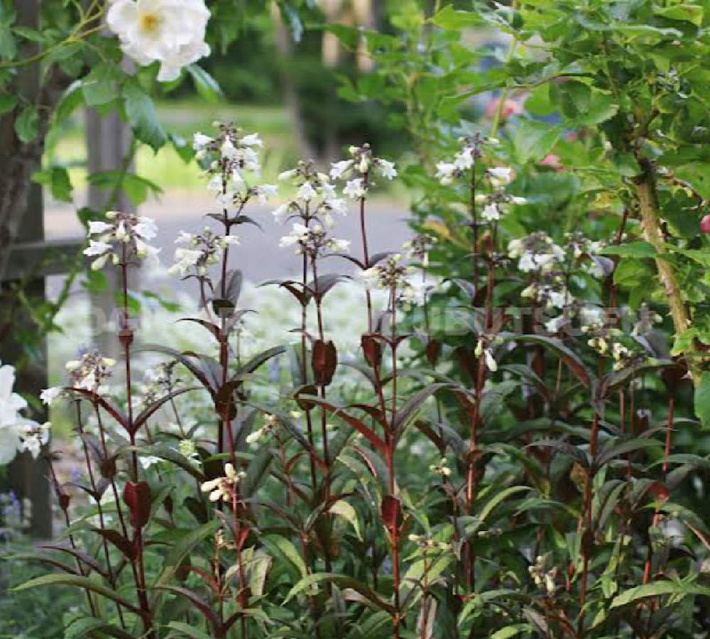 ペンステモン ハスカーレット Greensnap グリーンスナップ