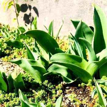 癒しの緑の画像 by w.b.v.vさん | アプローチと緑の葉っぱと小さなお庭と癒しの緑と待ちどうしい♡