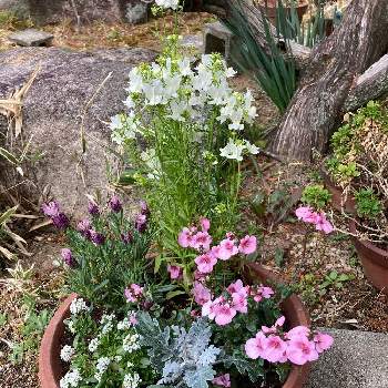 ディアシア ダーラの画像 by まるこ❤️さん | 玄関とシロタエギクとラベンダーとスイートアリッサム とリナリアとディアシア ダーラと寄せ植えと鉢植えと春ですね♪