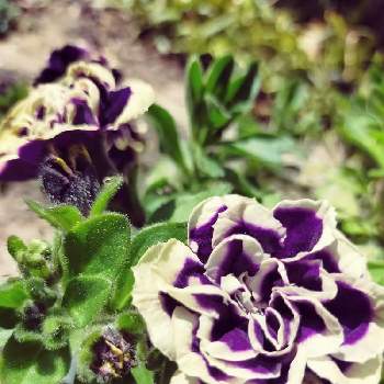 冬越しペチュニアの投稿画像一覧 Greensnap グリーンスナップ